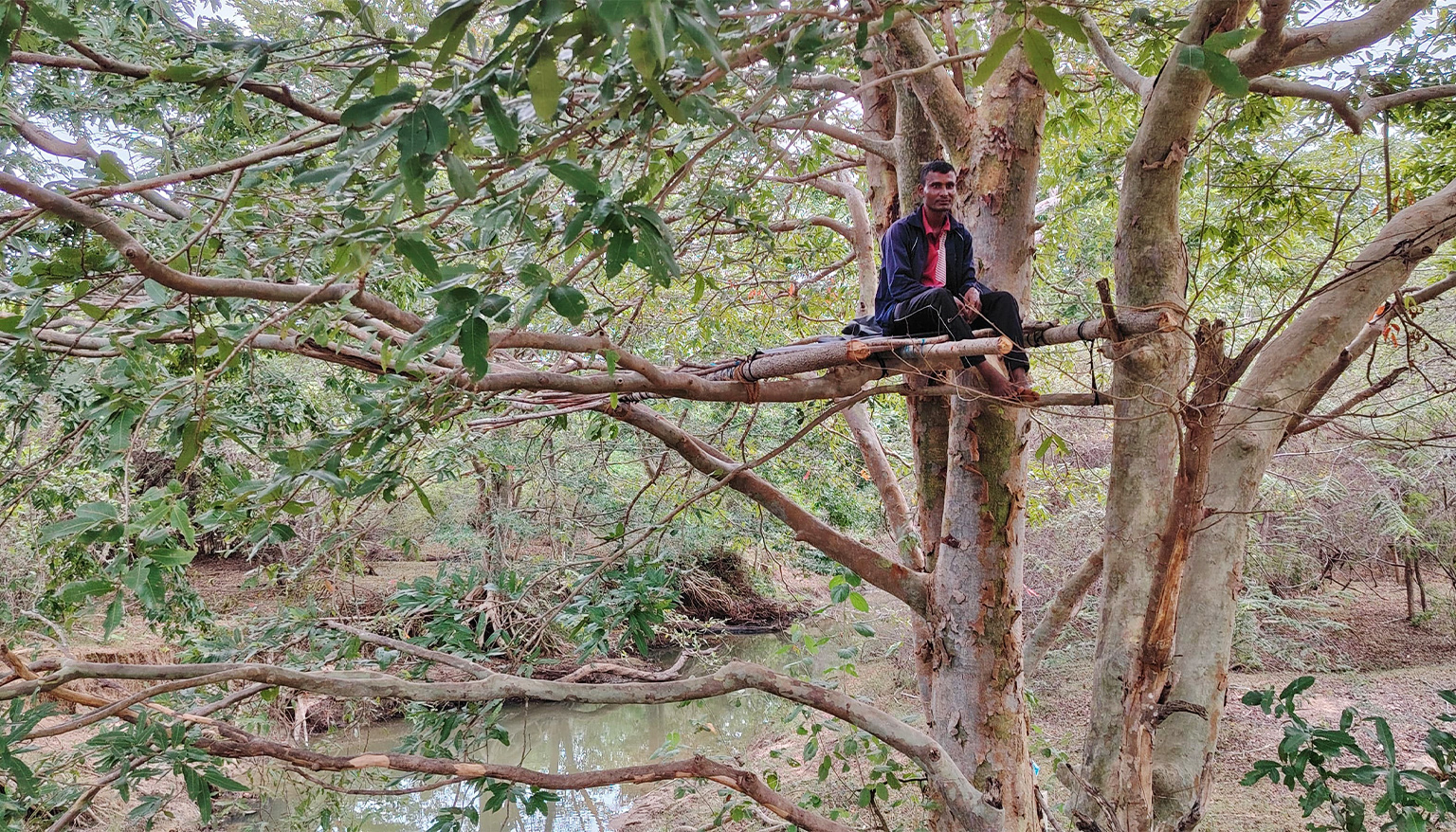 A volunteer stationed in a temporary tree house to count elephants.