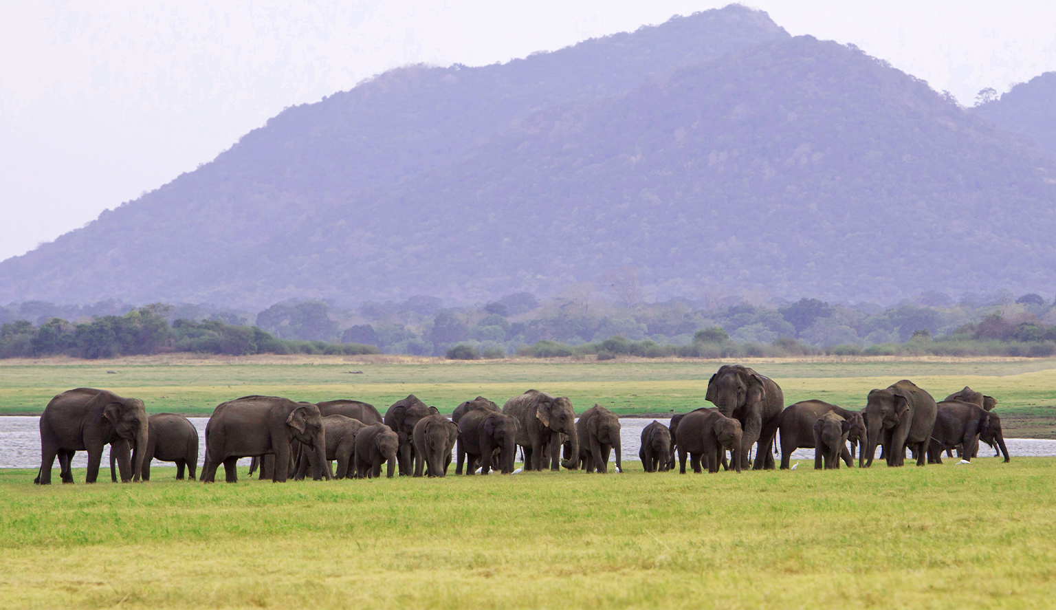 A large herd of elephants near a watering hole. 