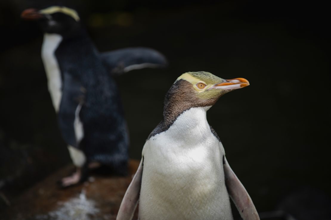 Hoiho or yellow-eyed penguin on April 2, 2023.