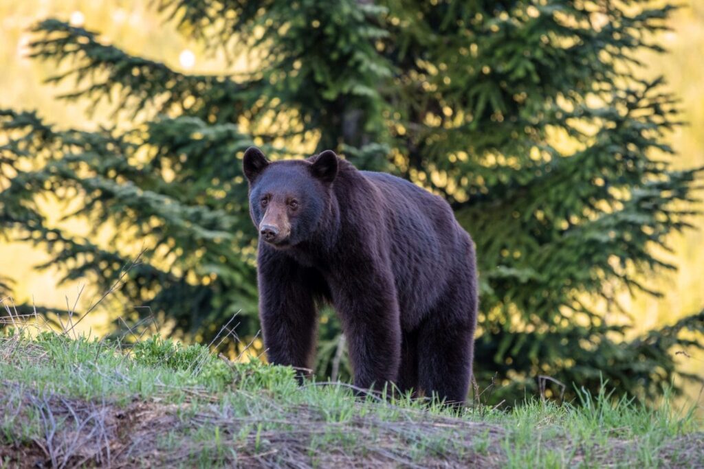 Bear's Amazing Hammock Experiment Goes Viral