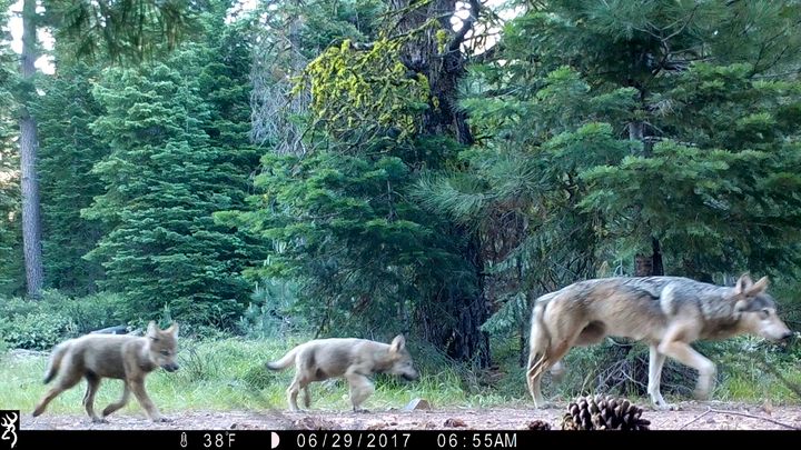 This remote camera image released by the U.S. Forest Service shows a female wolf and two of three cubs born in 2017 in the wilds of Lassen National Forest in northern California on June 29, 2017.