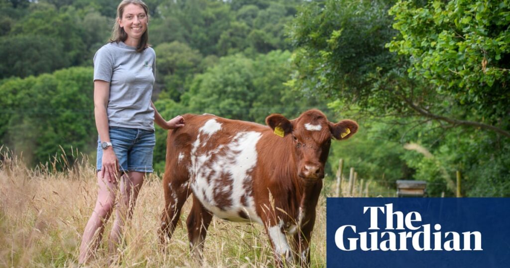 'Church of nature': Cattle fields and rainforest transform Exmoor national park