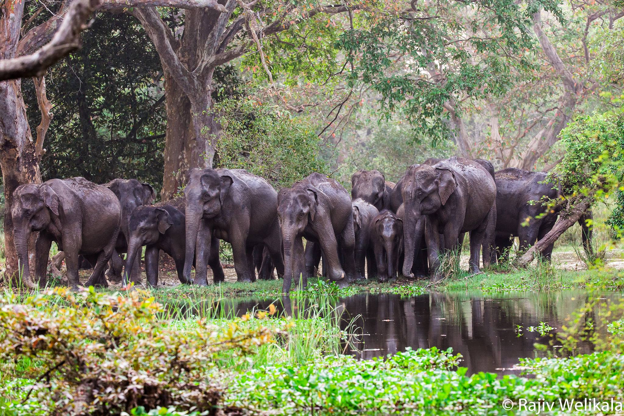 A herd of elephants